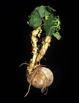 Residue: Herbicide damage to potato sprout