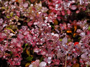 Denali: Herbstlich gefte Beerenstraher mit