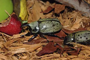 Unicorn: Hercules Beetle