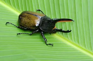 Rhinoceros: Hercules beetle