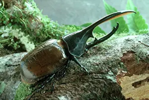 Rican: Hercules Beetle (Dynastes hercules)
