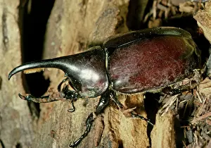 Hercules: Hercules Beetle (Scarabaeidae)