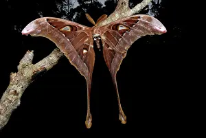 Hercules: Hercules Moth