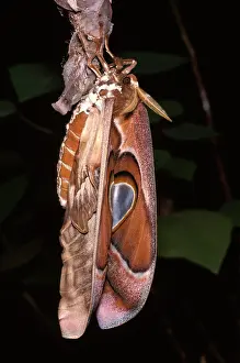 Hercules: Hercules moth - female newly emerged from cocoon