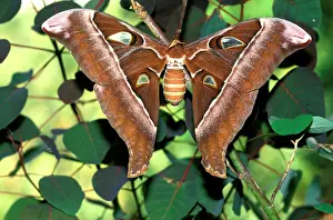 Hercules: Hercules moth - female. By wing area, the female