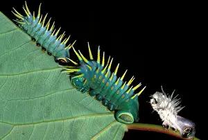 Hercules: Hercules moth - larvae and a cast skin