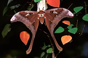 Hercules: Hercules moth - male, resting on a larval food