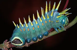 Grows: Hercules moth - mature larva; grows to about 10 cm