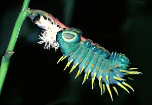 Hercules: Hercules moth - newly moulted larva