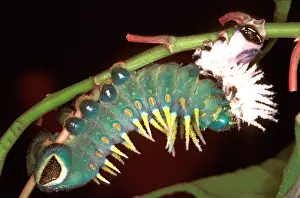Hercules: Hercules moth - newly moulted larva eating its cast skin
