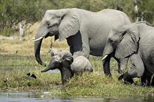 150818: Herd of African Elephants - crossing the river