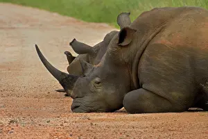 Crash: A herd (AKA a crash or stubbornness')