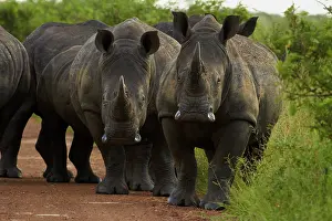 Crash: A herd (AKA a crash or stubbornness')