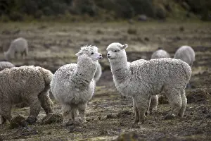 Alpaca: Herd of Alpacas in the Andes Mountains Ecuador