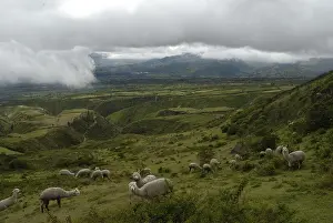 Vicugna: Herd of Alpacas in a meadow Morochos valley Ecuador