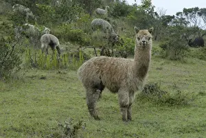 Vicugna: Herd of Alpacas in a meadow Morochos valley Ecuador