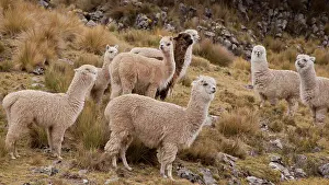 290419: A herd of Alpacas (Vicugna pacos), Cordillera Huayhuash