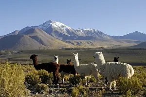 Volcan: Herd of Alpacas before the volcano Cabaray Isluga NP Chile