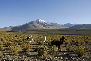 Volcan: Herd of Alpacas before the volcano Cabaray Isluga NP Chile