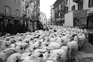 Daily: Herd in autumn transhumance in a street France