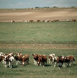 Berkshire: Herd of Ayrshire Cattle