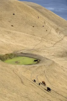 Backwaters: Herd of black cows near Altamont pass California USA