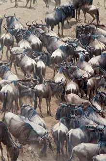 Abundant: Herd of blue wildebeest (Connochaetes taurinus)