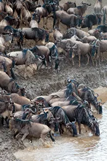 Abundant: Herd of blue wildebeest (Connochaetes taurinus)