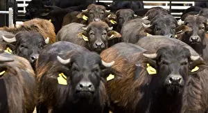 Naples: Herd of Buffalo heifers Region of Naples Italy