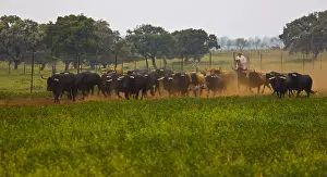 Pushed: Herd of Bulls in Andalusia Spain