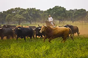 Pushed: Herd of Bulls in Andalusia Spain