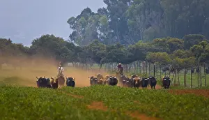 Pushed: Herd of Bulls in Andalusia Spain