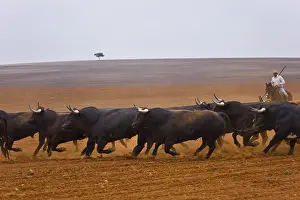 Knights: Herd of Bulls in a field Andalusia Spain