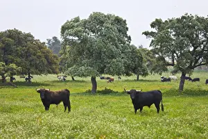 Tauruses: Herd of bulls in a meadow in Andalusia Spain