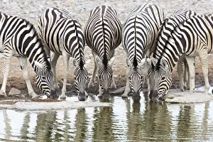 Quagga: Herd of Burchell's Zebra (Equus quagga burchel