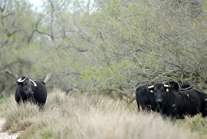 Blacks: Herd of Camargue bulls Camargue France