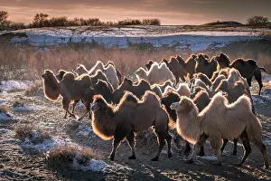 Bactrian: Herd of camels, Bactrian camels (Camelus bactrianus)
