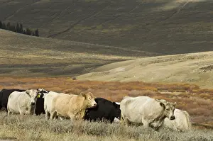 Bighorn: Herd of cattle at Bighorn Mountains Wyoming USA