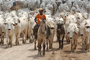 Cattleman: Herd of cattle on track Amazon State of Acre Brazil