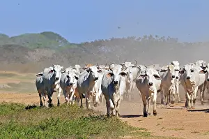 Bogs: Herd of cows Brahmans Llanos Venezuela