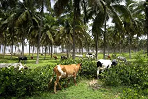 Benin: Herd of Cows in a coconut plantation Benin