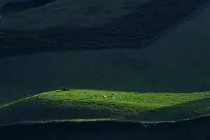 Daybreaks: Herd of cows at dawn Iraty Basque Country France