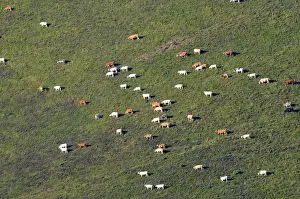 Phytophages: Herd of Cows grazing on a pasture Pyrenees France