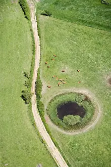 Puddles: Herd of Cows limousine near a small pond France