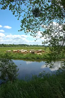 Bogs: Herd of Cows in the Marais du Cotentin