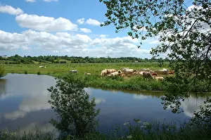 Cotentin: Herd of Cows in the Marais du Cotentin Normandy