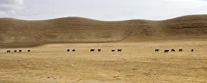 Harshness: Herd of cows in a meadow grass dry