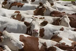 Speaking: Herd of Cows montbeliardes Park Jura France