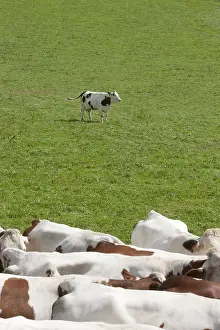 Speaking: Herd of Cows montbeliardes Park Jura France