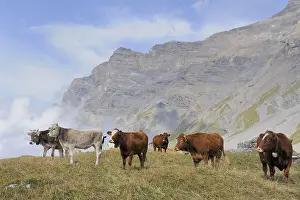 Livestocks: Herd of Cows in the mountains in Switzerland